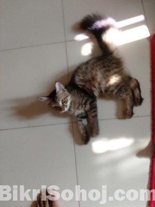 Persian purebredd and mixbreed